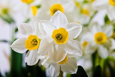 Epic愚人节整活宣布正式收购Steam 小黄油全部免费